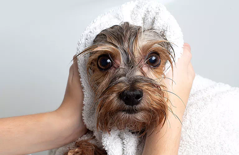 Wycieranie mokrego psa ręcznikiem