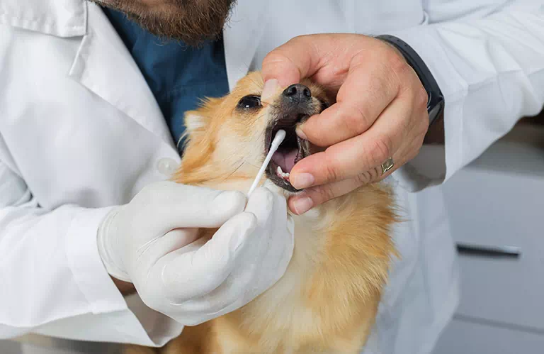 Czyszczenie zębów psa